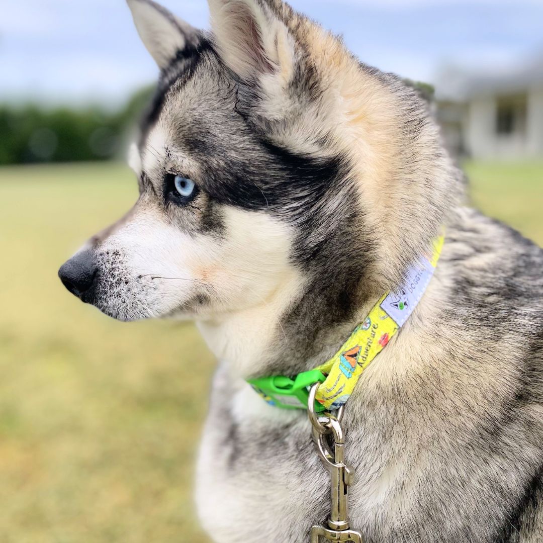 Eco-friendly Dog Collar Oz Adventure - Image 2