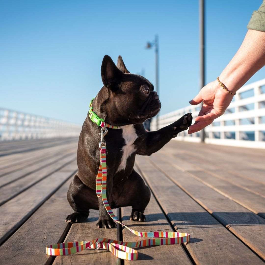 Eco-friendly Dog Collar Soda - Image 2