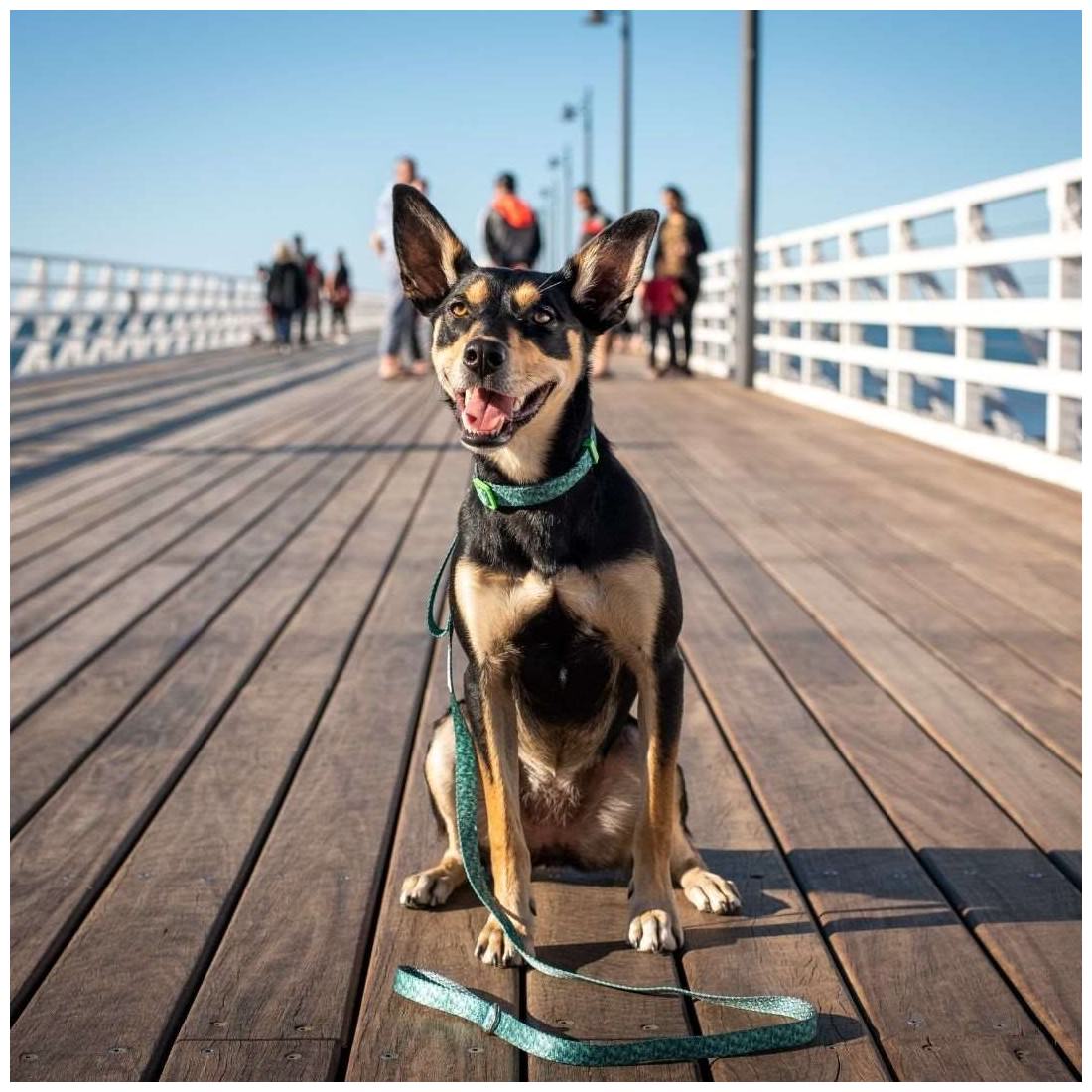 Eco-friendly Dog Collar Troppo - Image 2