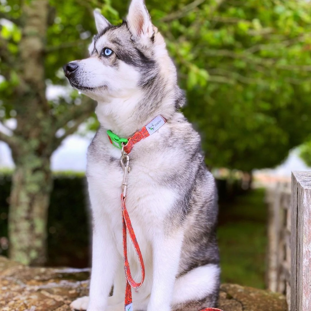 Eco-friendly Dog Leash Outback - Image 2