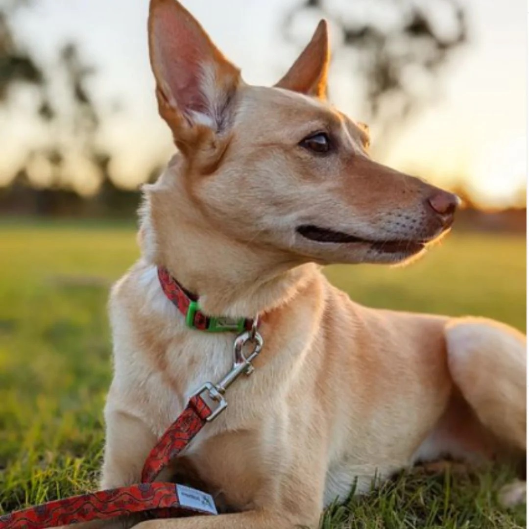 Eco-friendly Dog Leash Outback - Image 4