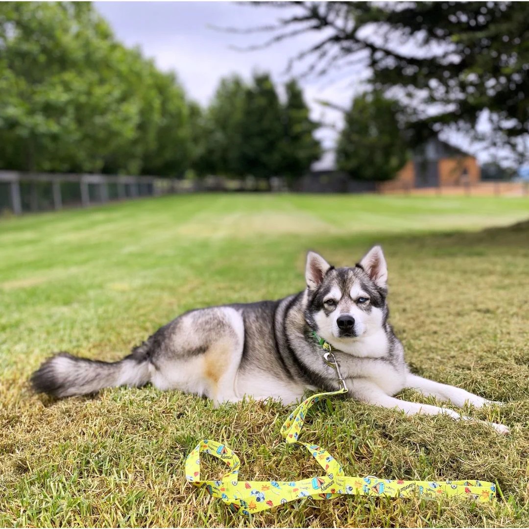 Eco-friendly Dog Leash Oz Adventure - Image 2