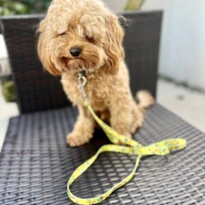 Dog Leashes