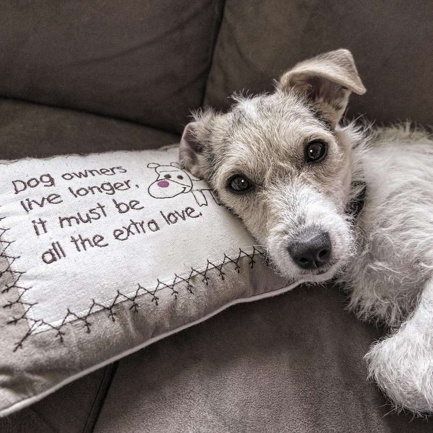 Accessories for pets - quality & style